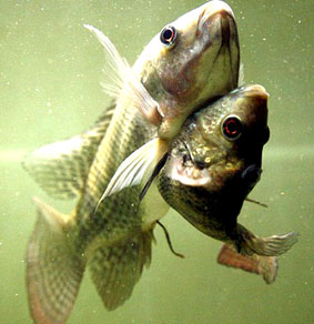 Cặp cá sinh đôi dính liền