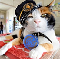 Ai dám nói mèo không biết kiếm tiền?