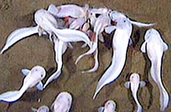 Cá sống ở độ sâu 7,7 km