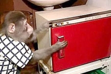 Khỉ làm hầu bàn