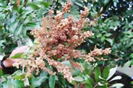 Bến Tre: Bệnh lạ tấn công vườn nhãn