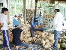 Bến Tre: Giá dừa khô giảm mạnh