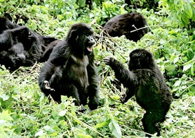 Khỉ đột dùng ngôn ngữ cử chỉ giống người