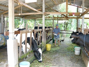 Người nuôi bò sữa đang cần hỗ trợ