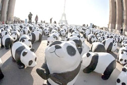 Gấu trúc “biểu dương lực lượng”