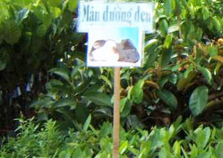 Mận giả danh!