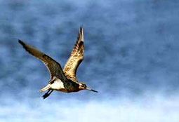 Chuyến bay kỷ lục ở loài chim