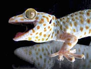 10 phát minh bắt chước thiên nhiên