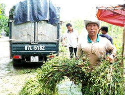 Trồng rau nhút lợi nhuận gấp 10 lần sản xuất lúa vụ 3