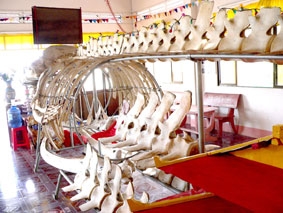 Thờ cá voi ven biển Nam bộ