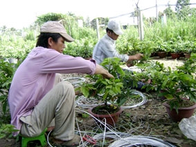 Băn khoăn khi mai vàng nở sớm