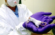 “Siêu chuột” vừa kháng ung thư vừa lâu già