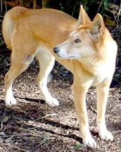 Chó “chiến đấu” với rắn độc để cứu chủ