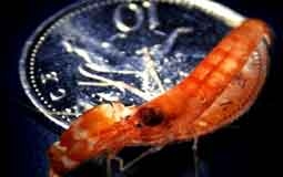 Tôm tạo ra âm thanh lớn hơn tiếng súng