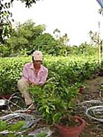 Doanh thu 150 tỉ đồng từ sản xuất kinh doanh hoa kiểng