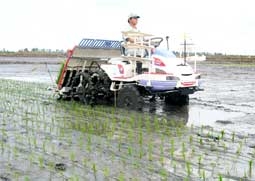 Viện Lúa ĐBSCL thao diễn 2 loại máy cấy lúa