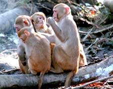 Khỉ cái cũng “ngồi lê đôi mách”