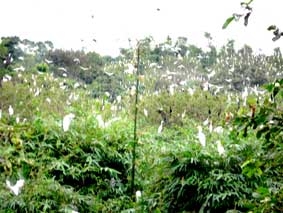 Vườn cò đang kêu cứu!