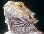 Dân Anh khoái bò sát hơn chó