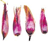 Bắp tía chống ung thư