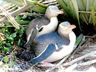 Phát hiện một loài chim cánh cụt đã biến mất 500 năm trước