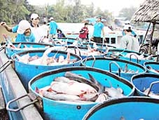 Cá lội về đích, tôm búng lùi