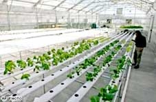 Thủy canh - giải pháp lý tưởng cho nông nghiệp đô thị