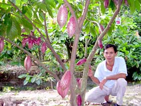 Mô hình trồng cacao đem lại hiệu quả kinh tế cao