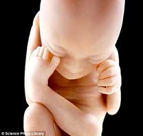 Động vật trước nguy cơ bị “cái hóa”