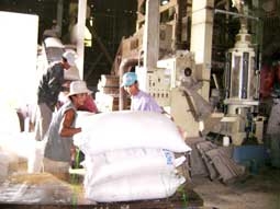 Hài hòa lợi ích nông dân trồng lúa và doanh nghiệp