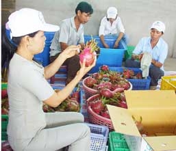 Mở rộng thị trường xuất khẩu trái cây