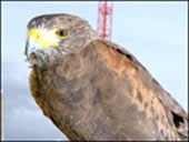 Diều hâu làm bảo vệ