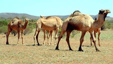 Ăn lạc đà để bảo vệ môi trường !