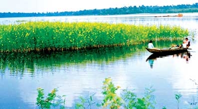 Hoa trong món ăn Việt