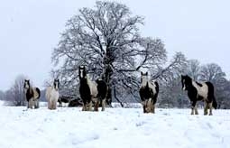 Ngựa có thể nhận biết tiếng hí của từng đồng loại