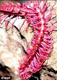 Hơn 1.000 loài mới phát hiện ở Tiểu vùng sông Mê Công