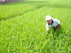 Quy hoạch lại sản xuất theo hướng ổn định đầu ra