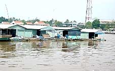 Làng bè cá điêu hồng Tiền Giang điêu đứng