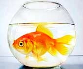 Cá vàng sống thiếu nước 13 giờ