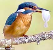 Chim bói cá cũng biết đa dạng hóa món ăn