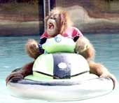 Đười ươi lái mô tô nước