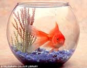 Cá có thể nhớ đến 5 tháng