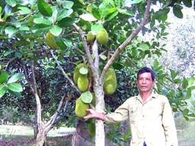 Ông "Mít nghệ siêu sớm"