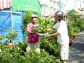 Chợ hoa Tết Bến Ninh Kiều hoạt động đến 30 Tết