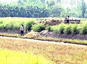 Sóc Trăng - <br>Trồng lúa dưới ao, trúng mùa gạo Tết