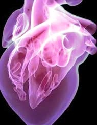 Sức khỏe tim mạch, những điều có thể bạn chưa biết