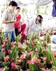 Kiểng thanh long đắt hàng