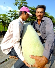 Trái bí đao  nặng 41 kg