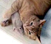 Mèo chuột “tình tứ”