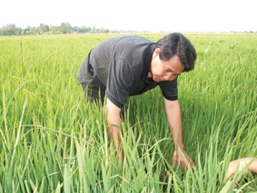 Trái tim khoai lúa